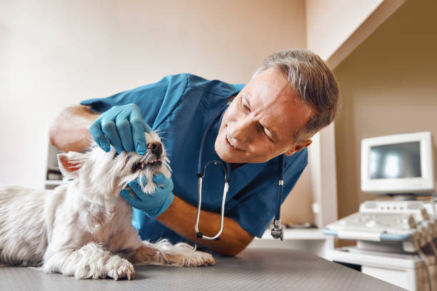 Best After-Hours Emergency Dentist in Lake St Louis, MO